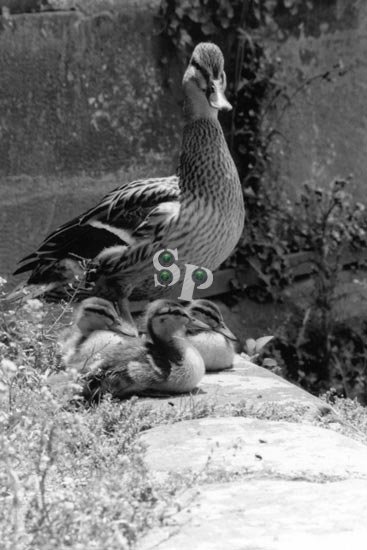 canards-(4)