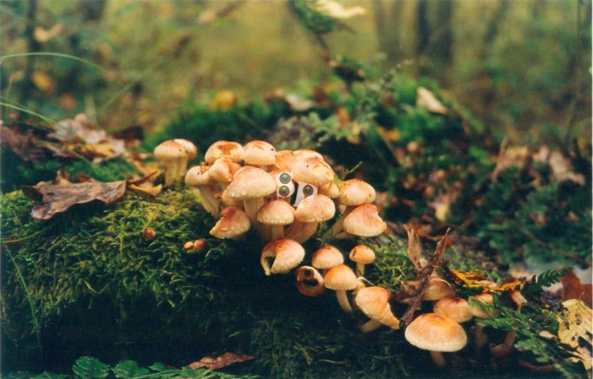 champignons-(11)