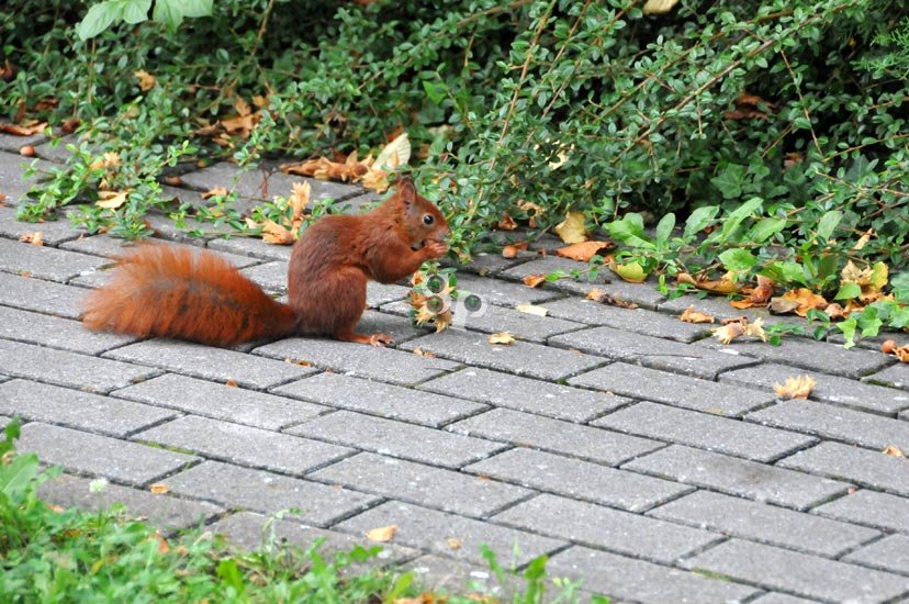 Un écureuil se nourrissant d'une noisette