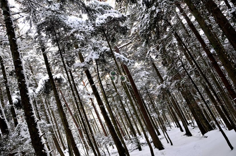 Forêt du Mont Sainte Odile sous la neige