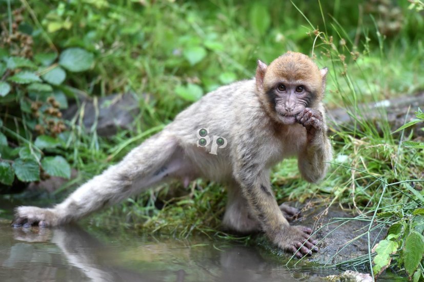 Cours de photo animalière en Alsace