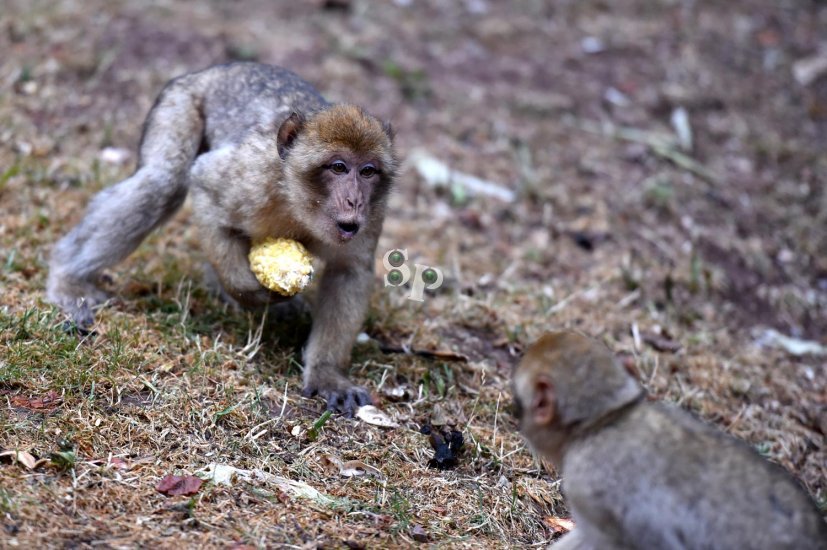 cours de photo animalière