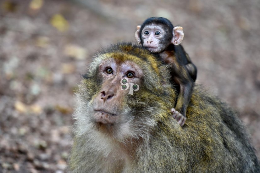 cours de photo animalière