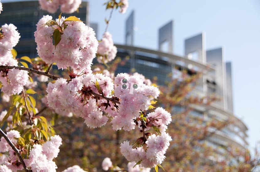 Printemps Strasbourgeois