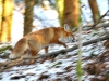 renard-(1)