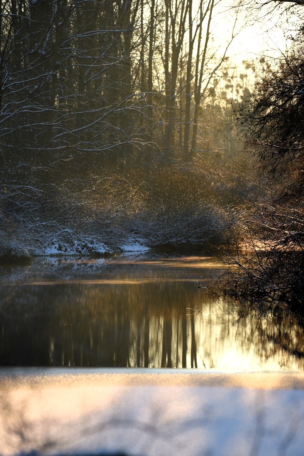 Vieux Rhin en hiver
