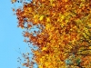 automne-(1)