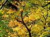 automne-(18)