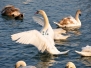 Best of 2012 - Vie animale