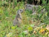 MARMOTTES-(4)