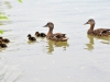 canards-(1)