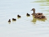 canards-(2)