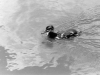 canards-(3)