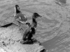 canards-(7)