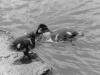 canards-(8)