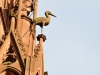 statues-cathedrale-strasbourg-(147)