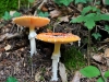 champignon-(17)