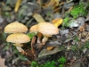 champignon-(20)