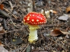 champignon-(26)