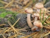 champignon-(31)