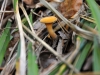 champignon-(32)