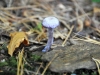 champignon-(35)