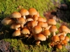 champignon-(39)