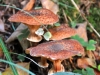 champignon-(41)