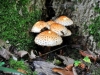 champignon-(42)