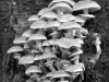 champignon-(43)