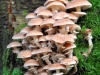 champignon-(44)