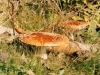 champignons-(02)