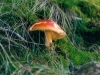 champignons-(07)