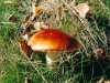 champignons-(08)