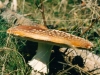 champignons-(1)