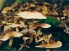 champignons-(10)
