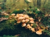 champignons-(11)