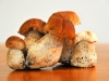 champignons-(15)