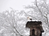 cigogne-hiver