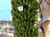tenerife-(96)