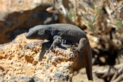 Tenerife : un peu de faune