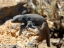 Tenerife : un peu de faune