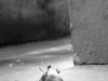nature-morte(16)