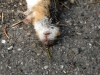 nature-morte(3)