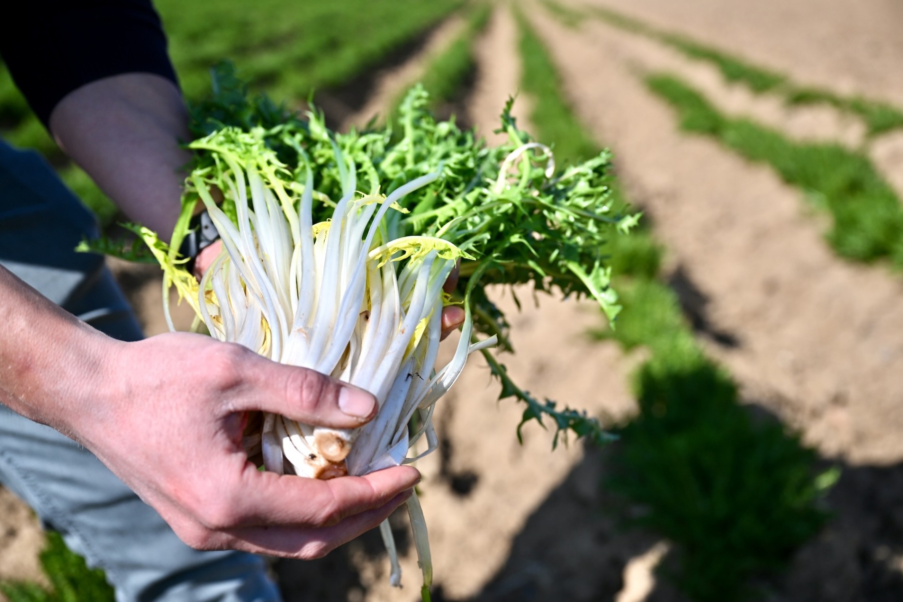 Portraits d'agriculteur