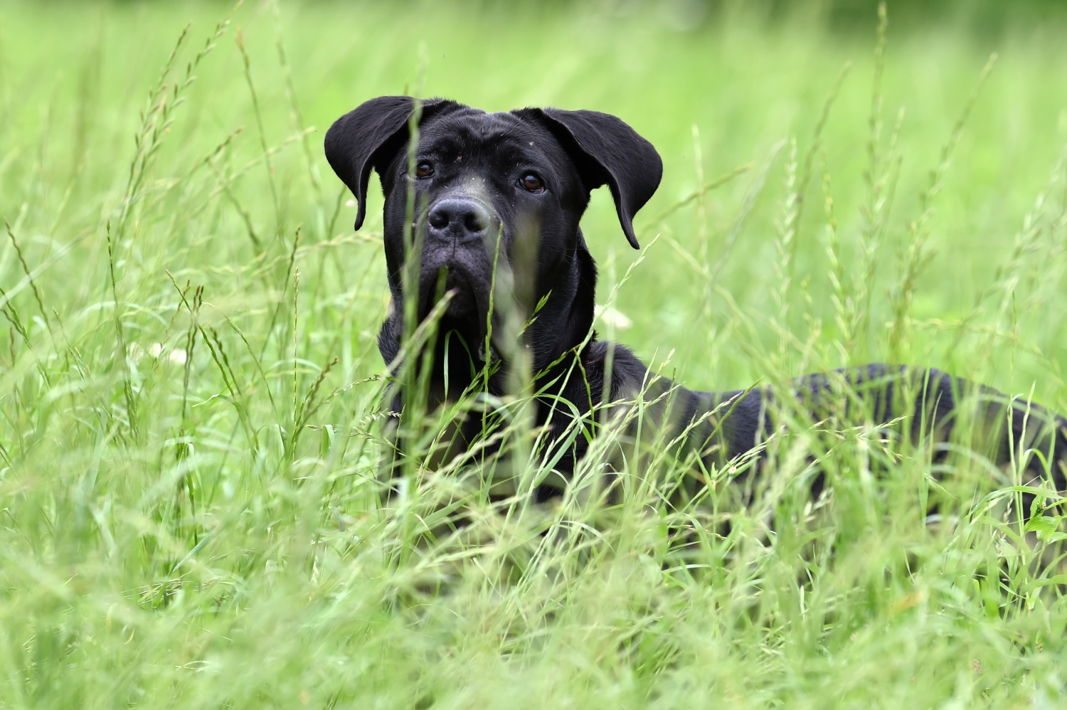 photographe canin à Strasbourg