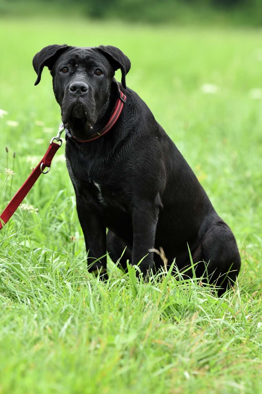 Photographe pour chien