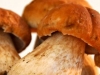 Ceps de Bordeaux