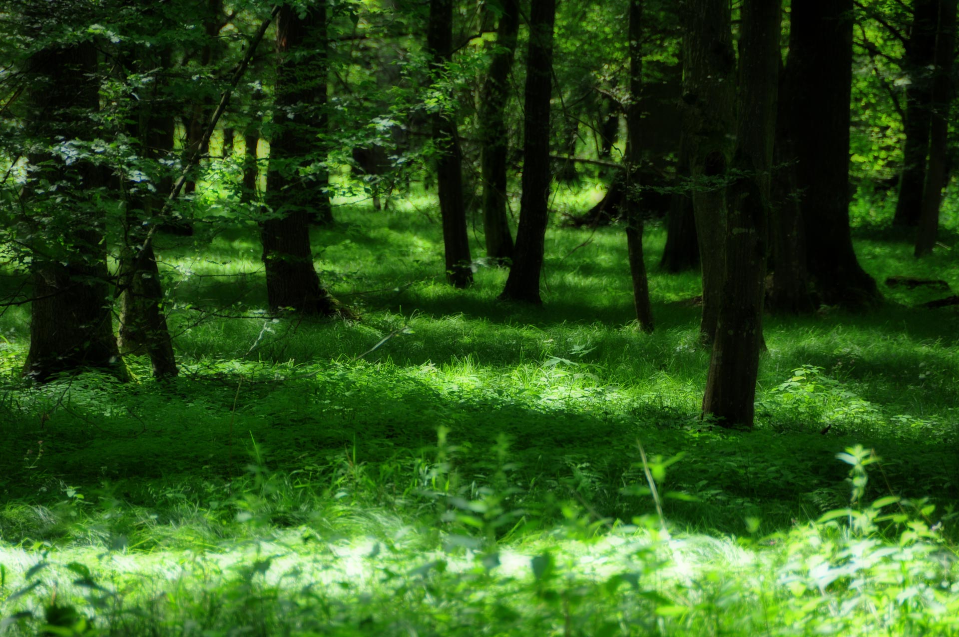 Sousbois enchanteur, Strasbourg Photo, Photographe Alsace